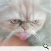 e tare matza :zzz: funny