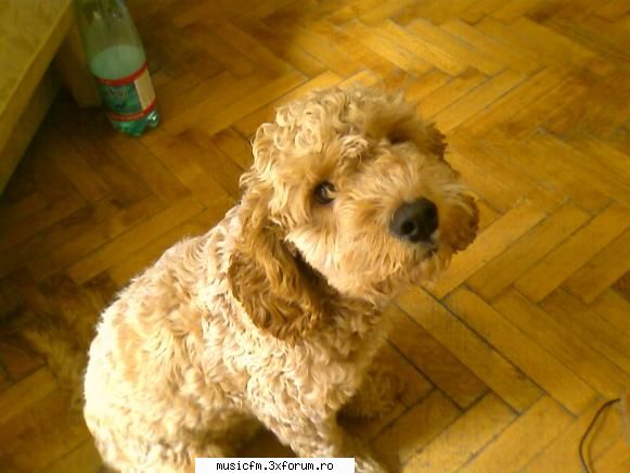 Pets - brown style - ...:::Arhiva:::...