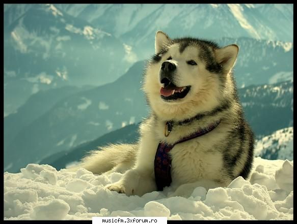 nui al meu :rotfl: pets