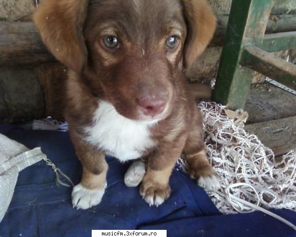 Pets - CUtu meu de la sat :D:P :X - ...:::Arhiva:::...