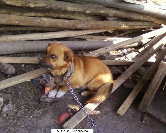 Pets - si asta-i tot de la sat , numa ca ii - ...:::Arhiva:::...