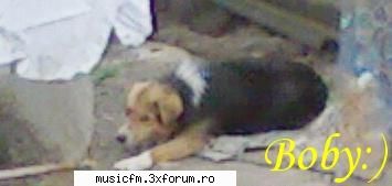 cainele d la sat:) pets