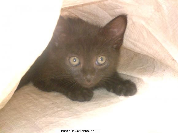 Pets - booon....incep yo :D O cheama Molly ;) si o - ...:::Arhiva:::...