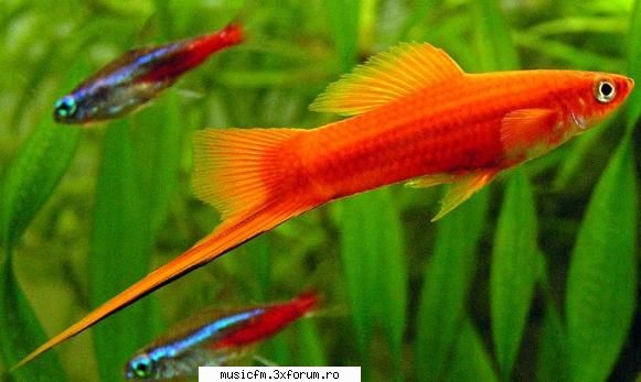 eu am cele mai dragute ne galagioase care nu necesita munca si mai creaturi care nu fac pets